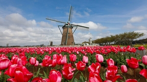 Tulip Mania: momentul din istorie când un bulb de lalea costa cât o casă în Amsterdam. Care a fost motivul prețului exagerat?