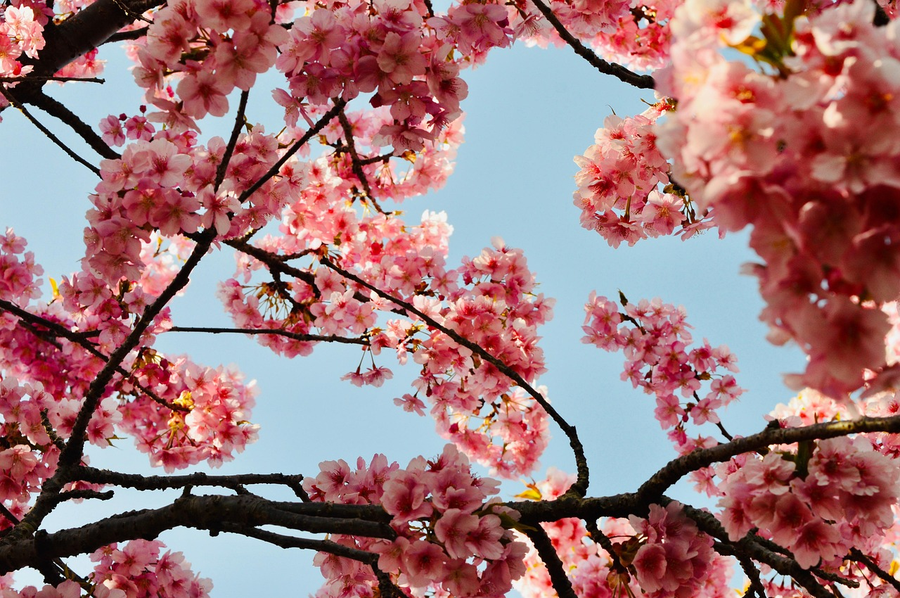 Sursa foto: Pixabay
