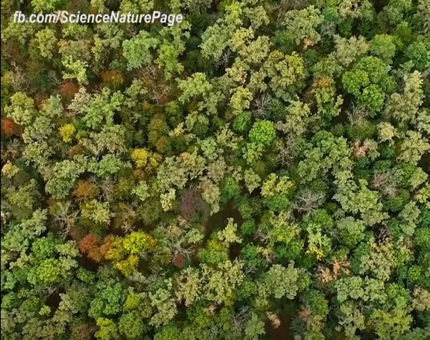 Cum ar arăta Terra dacă toți oamenii ar dispărea. Imagini virale în plină pandemie COVID-19