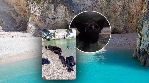 Unde se află „Insula Purcelușilor”, locul în care poți înota alături de porci sălbatici. Peisajele sunt ca în paradis!