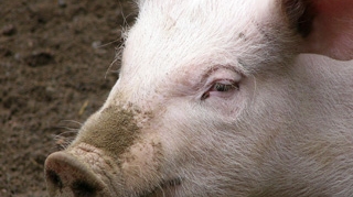 Razbunarea porcului! Animalul si-a omorat proprietarul chiar cand incerca sa-l sacrifice - Afla cum a fost posibil!