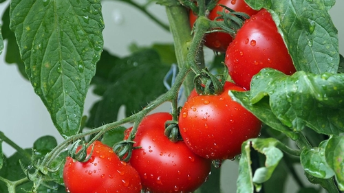 „Revoluție” pe piața alimentară!? Ce au descoperit cercetătorii despre roșiile modificate genetic