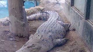 Inundatii masive in Thailanda! Locuitorii fostei capitale a statului sunt terorizati de crocodilii care umbla prin oras!