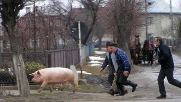 Caz ireal în Pădureni! Un sătean a fost prins furând 14 rațe de la vecinul lui. Ca să fie iertat, i-a promis o bucată din porcul pe care urma să-l taie. Ce a urmat depășește orice imaginație