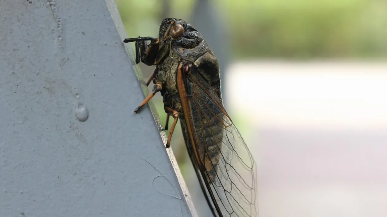 Ce sunt cicadele. Curiozități despre cicade și cât de periculoase sunt