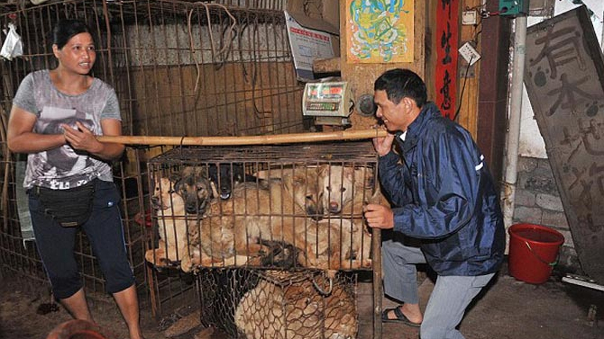 Imaginile care te vor face sa vomiti! Uite cum sunt transati, jupuiuti si fierti pentru a fi gatiti cainii si pisicile in China - Credeai ca-i doar un mit, dar cu 6 dolari iti cumperi un picior de caine - Foto Socant