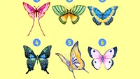 Testul de personalitate devenit viral | Alege un fluture dintre cei 6 și vei afla totul despre tine