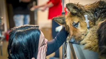 Acest câine maidanez a fost mutilat cu atât de multă cruzime, încât povestea a lăsat pe toată lumea în lacrimi! Cel din spatele atacului a fost numit „Măcelarul din Bucureşti“