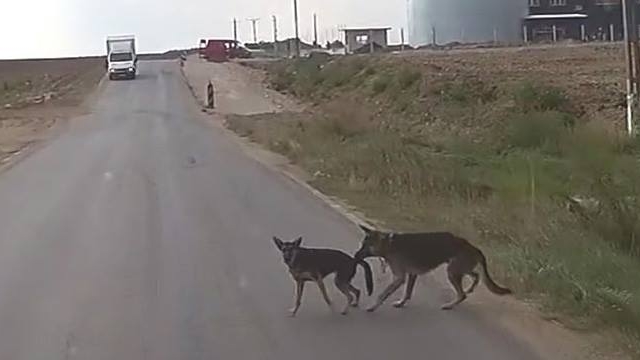 Imagini halucinante surprinse de un sofer din Romania! Momentul in care un caine isi salveaza "prietenul" de la moarte!