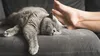 De ce dorm pisicile la picioarele stăpânilor? Proprietarii de feline abia acum descoperă acest „secret”
