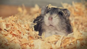 BANC| Mi-am cumpărat un șoricel frumos, hater cred că-i zice