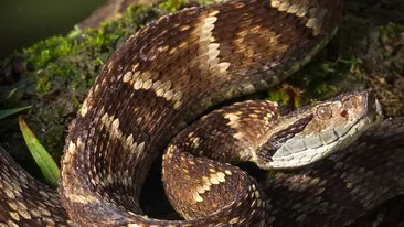 GESTUL INCREDIBIL facut de un baietel de un an si jumatate, atacat de o vipera! A MUSCAT sarpele!