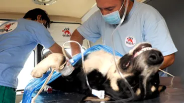 Concerte si demonstratii de dresaj cu maidanezi in Parcul Drumul Taberei