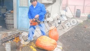 Dovleac urias in Bacau! Dolofanul cintareste 50 de kilograme si are un frate mai "mic", de 38 de kilograme! Ca sa-l taie, proprietarul a folosit o drujba