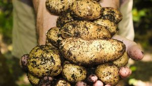 Prețurile au explodat! Cât a ajuns să coste kilogramul de cartofi