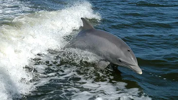 Aparitie infricosatoare pe plaja din Costinesti. Ce au adus valurile la mal: Adu-mi telefonul sa fac o poza!