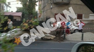 O banala plimbare prin Dorobanti s-a transformat intr-un cosmar Jasmine, la un pas sa sfarseasca strivita de un copac
