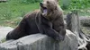 Cioban din Argeș, atacat de urs în timp ce își apăra turma de oi! Ce răni i-a cauzat animalul