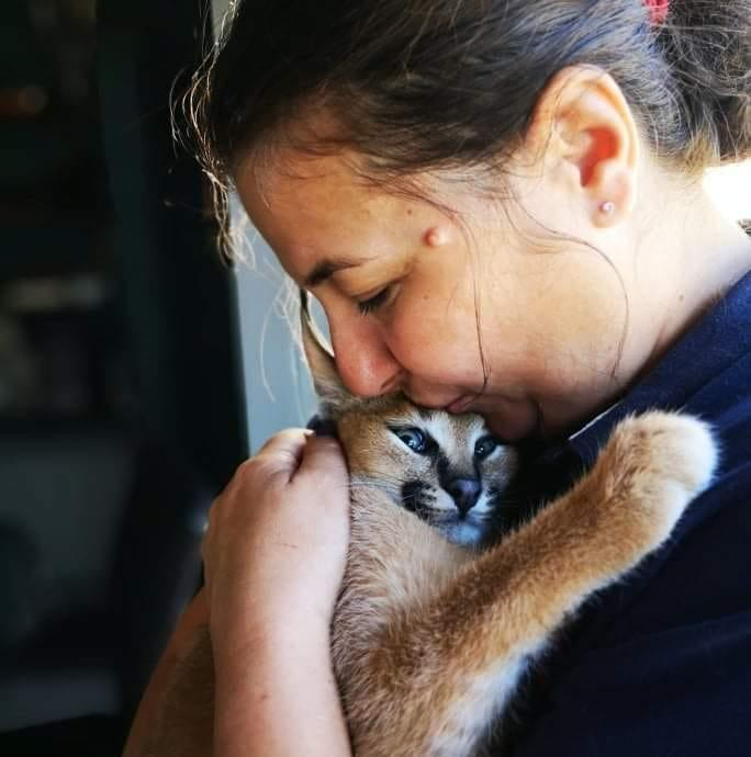 Râșii născuți și crescuți în captivitate sunt considerați animale de companie foto: arhivă personală