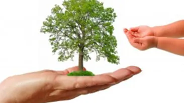 Este cel mai popular test de personalitate! Afla aici ce spune “copacul preferat” despre tine