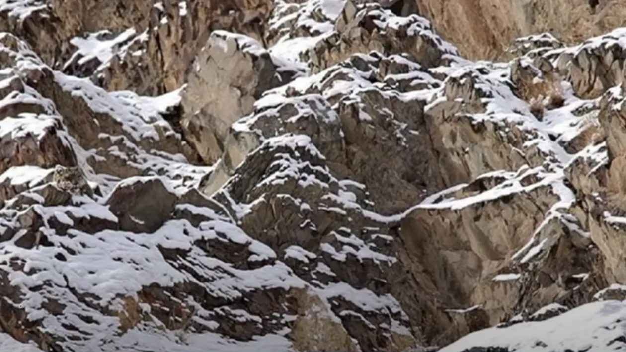 Iluzie optică | Unde se ascunde leopardul în această imagine? Geniile îl descoperă în 3 secunde