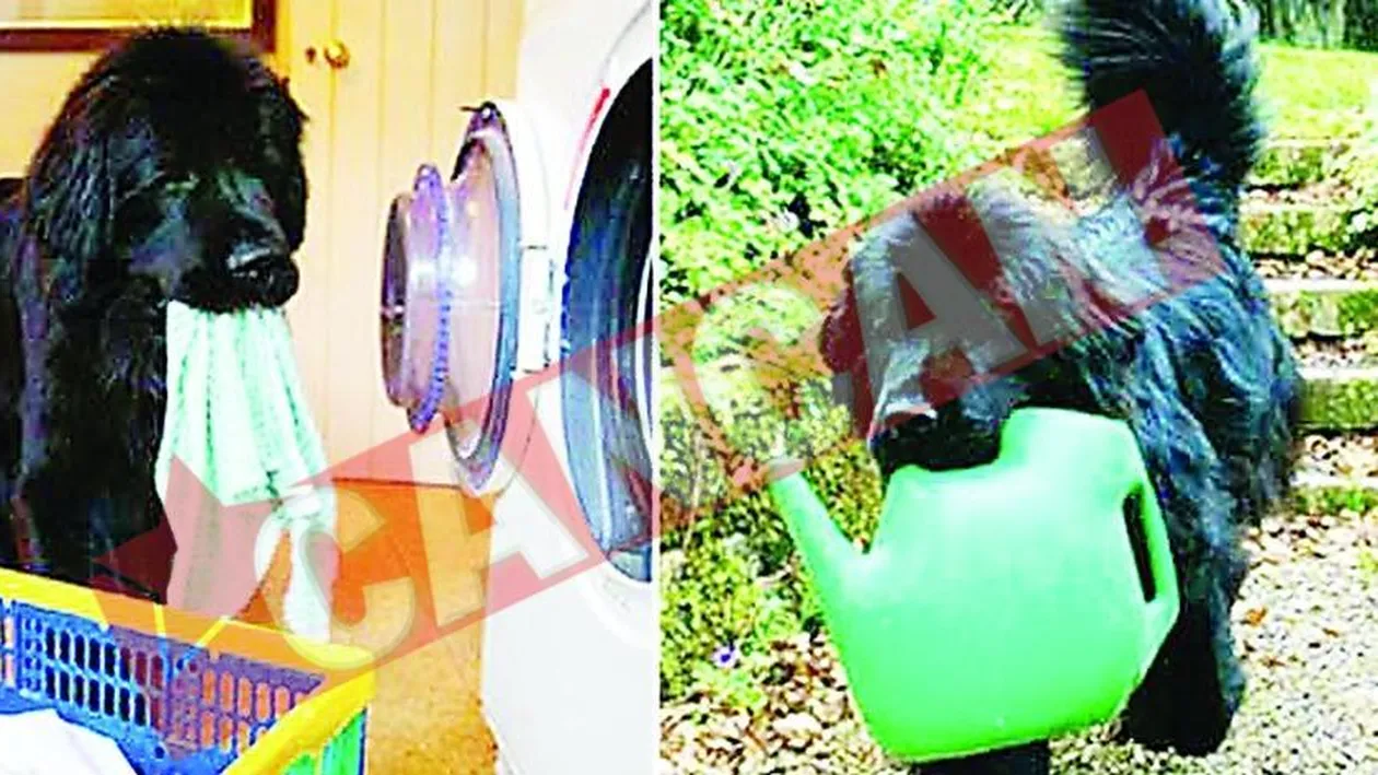 Catelusa care face menajul