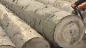 Imaginile realizate in Romania care fac inconjurul lumii! Ce au descoperit in acesti copaci dupa ce au taiat pomii cu drujba