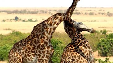 Intalnire de pomina intre doua girafe-mascul! S-au caftit pentru o femela