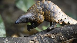 Decizie radicală în China! Solzii de pangolin au fost scoși de pe lista ingredientelor folosite în medicina tradiţională