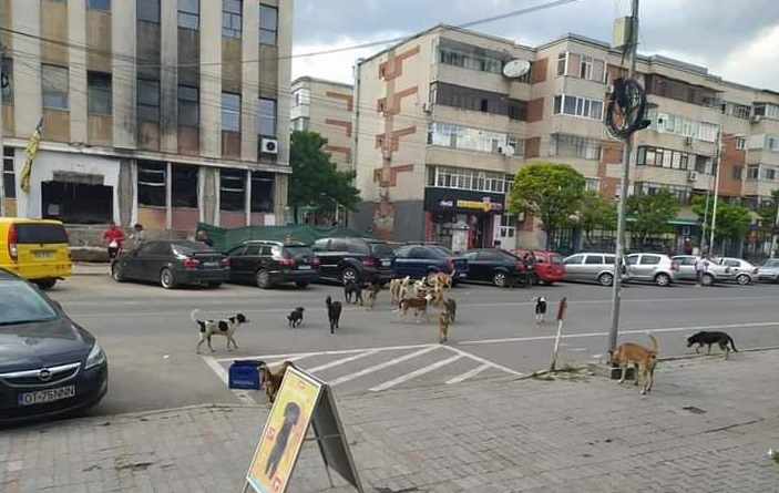 Câinii vagabonzi au pus stăpânire pe străzile din Caracal