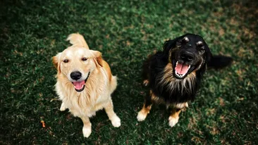 De ce urlă unii câini când aud muzică. Cercetătorii au descoperit misterul din spatele patrupezilor „soliști”