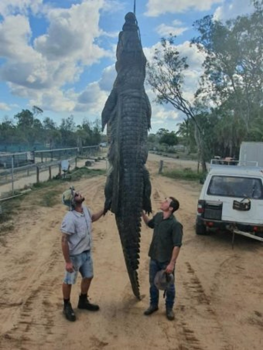 O placă metalică ortopedică, descoperită în stomacul unui crocodil mort
