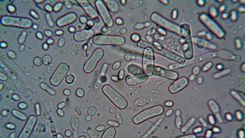 Bacteria care face tot mai multe victime în apele din America! Cinci oameni au murit deja