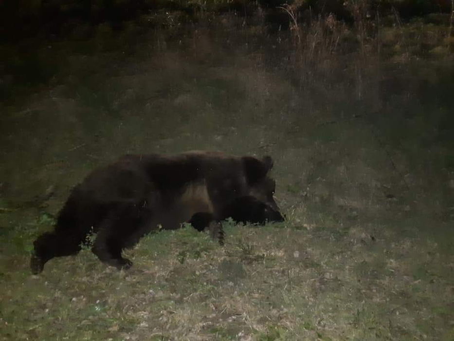 Un alt urs a fost lovit de o maşină în urmă cu puțin timp la Ghindari, judeţul Mureş
