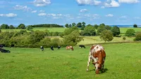 Tragedie în Anglia! O femeie a murit călcată de o turmă de vaci, în timp ce își plimba câinele pe un câmp