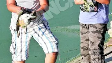Pescarusii de pe Lacul Morii sfarsesc pe capete din motive necunoscute! Copiii se joaca cu pasarile in agonie