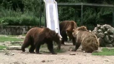 Asta da box la categoria grea! Uite aici cum se lupta doi ursi de la Zoo Brasov!