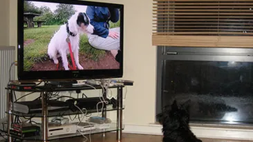 Ai cere operatorului tau de cablu un post TV la care sa se uite cainele tau cand nu esti acasa?