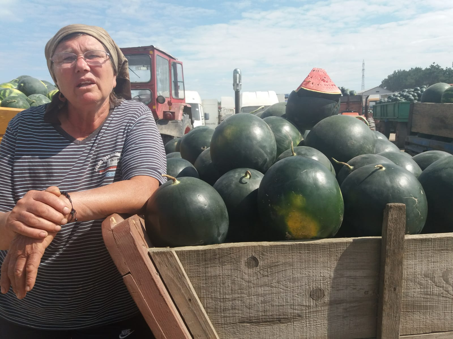 Pepenii de Dăbuleni zac în căruțe