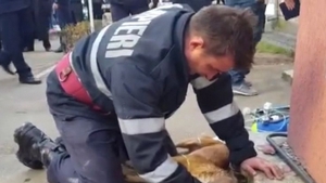 Anunţul făcut de pompierul erou despre căţelul pe care l-a salvat: "Am sunat la adăpost şi..."