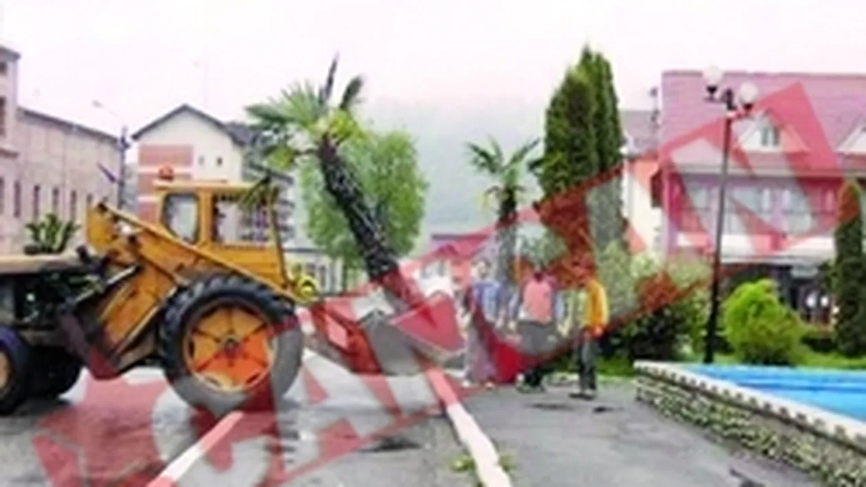 Mai multi palmieri decat trandafiri, la Nasaud