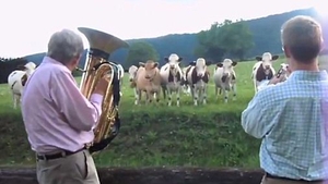 O cireada de vaci, fascinata de jazz! Asta da muuuzica!