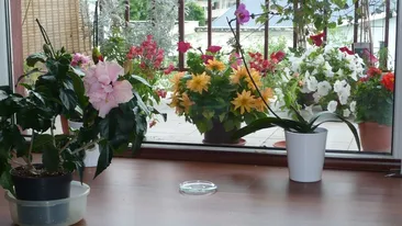 Afla cum sa iti pregatesti balconul pentru primavara! Vezi ce trucuri poti folosi pentru a iti aduce mai repede la viata plantele!