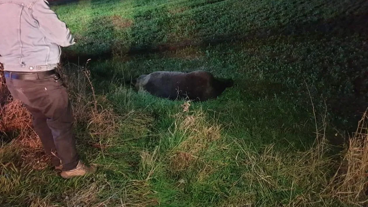 Un alt urs a fost lovit de o maşină în urmă cu puțin timp la Ghindari, judeţul Mureş
