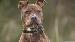 Scene șocante în Alba Iulia! O tânără a fost mușcată pe stradă de un pitbull, care i-a ucis cățelul