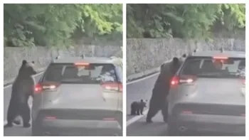 Turist rănit de urs pe Transfăgărășan. Autoritățile au emis Ro‑Alert