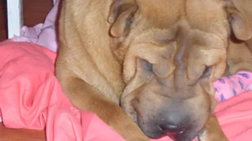 Povestea emotionanta a catelusei pierdute in sectorul 6, care a sensibilizat Facebook-ul! Oamenii se roaga pentru ea