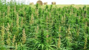 DIICOT a dat lovitura! A fost descoperită cea mai mare cultură de cannabis din România