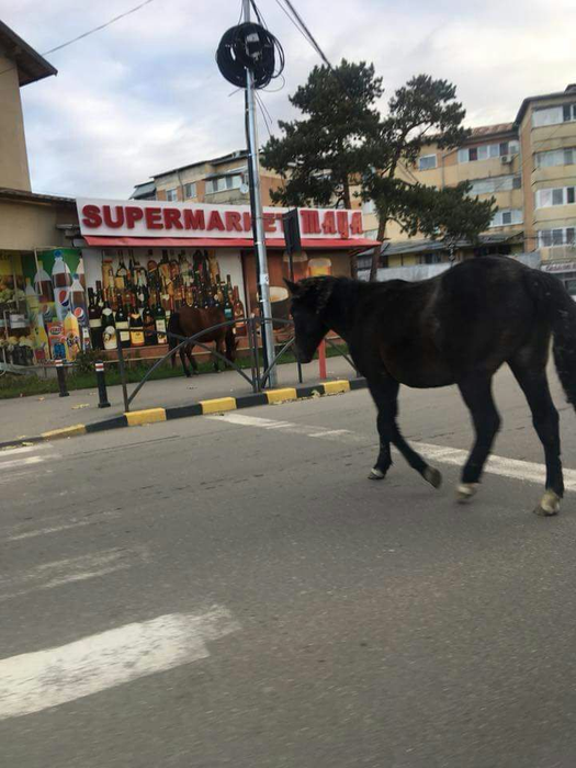 O vacă a mâncat scena Naşterii Domnului, amplasată pentru Crăciun de Primăria municipiului Moreni