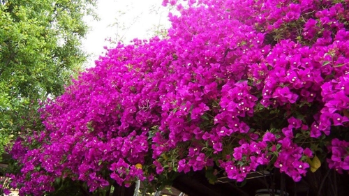 Ce este Bougainvillea şi cum se îngrijeşte. De ce i se mai spune şi floarea de hârtie